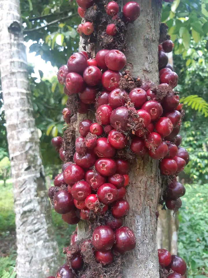 gambar Buah ruruhi Oleh Rama Maay - Karya sendiri, CC0, https://commons.wikimedia.org/w/index.php?curid=173360818