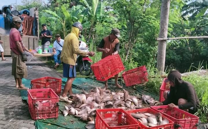 Hasil panen petani ikan air tawar | Foto: (Instagram Sobat Mina)