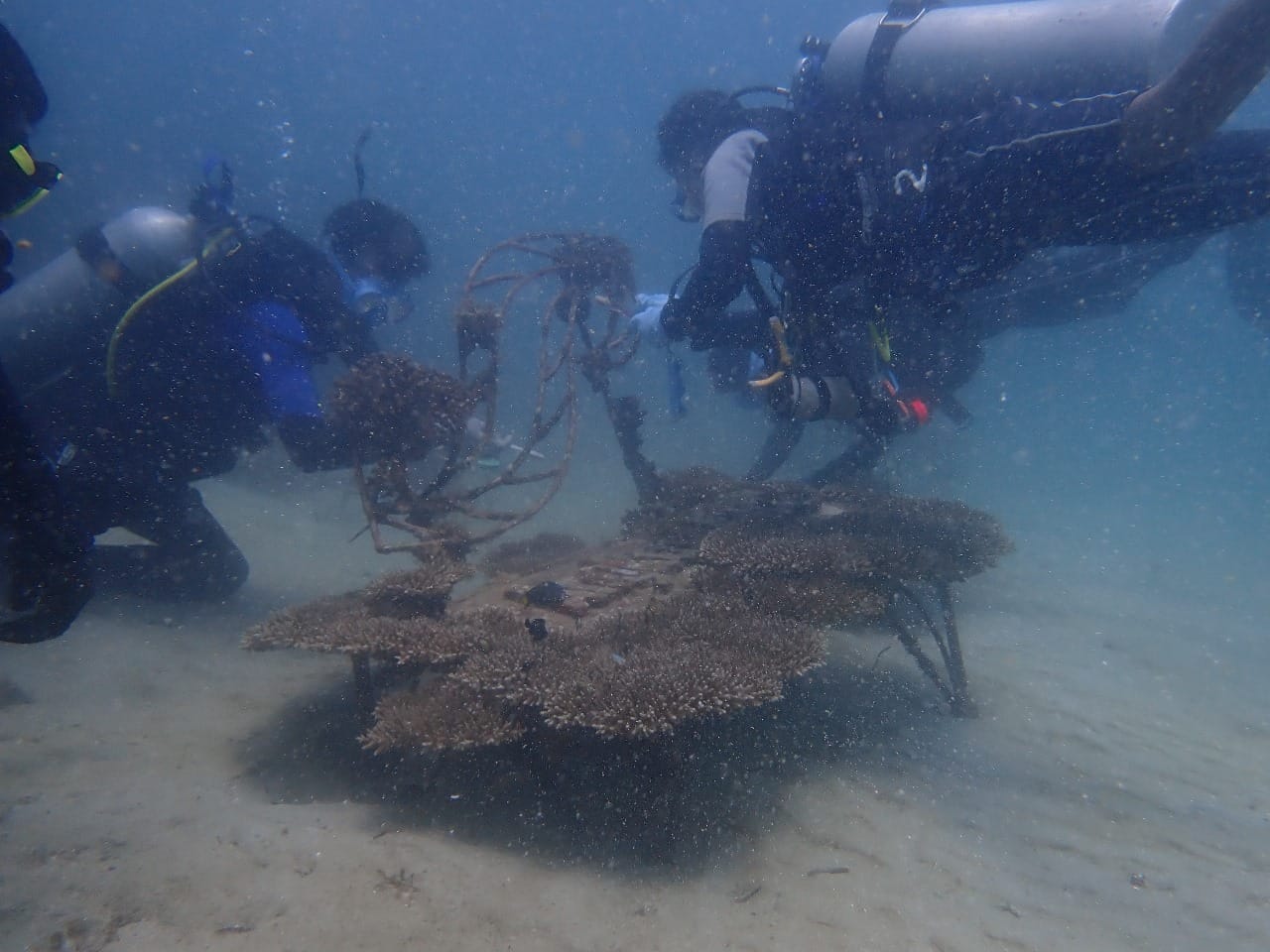 Rehabilitasi Terumbu Karang oleh Deep Blue Sea