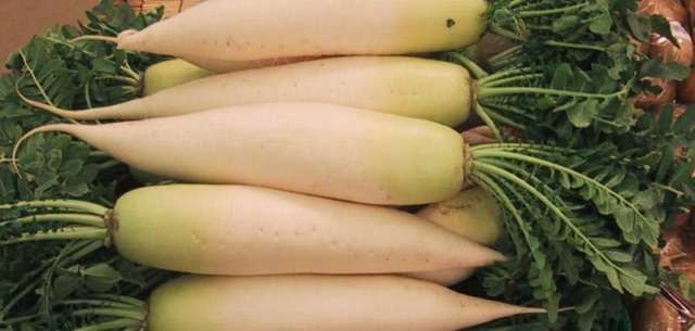 Daikon: Foto: Wikimedia Commons/Chris 73