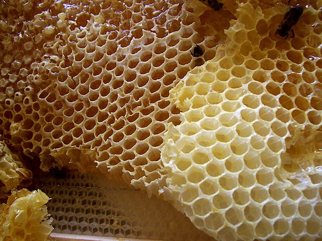 Honey comb | Foto: Wikimedia Commons