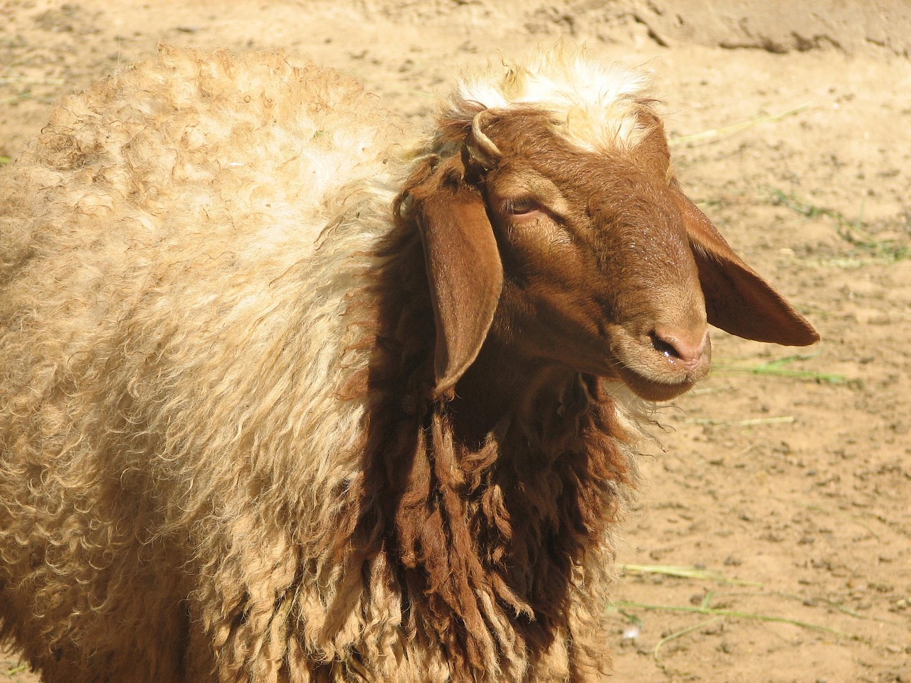 Domba Awassi