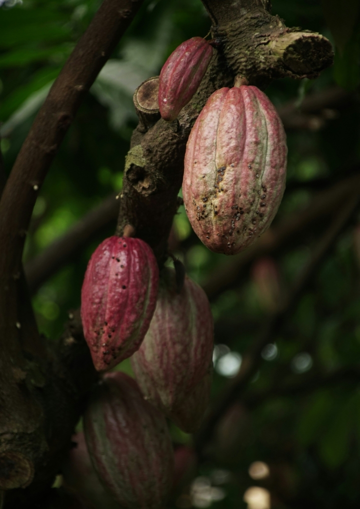 Ilustrasi buah kakao yang menggelantung di pohonnya | Picture by Ly Le Minh on unplash