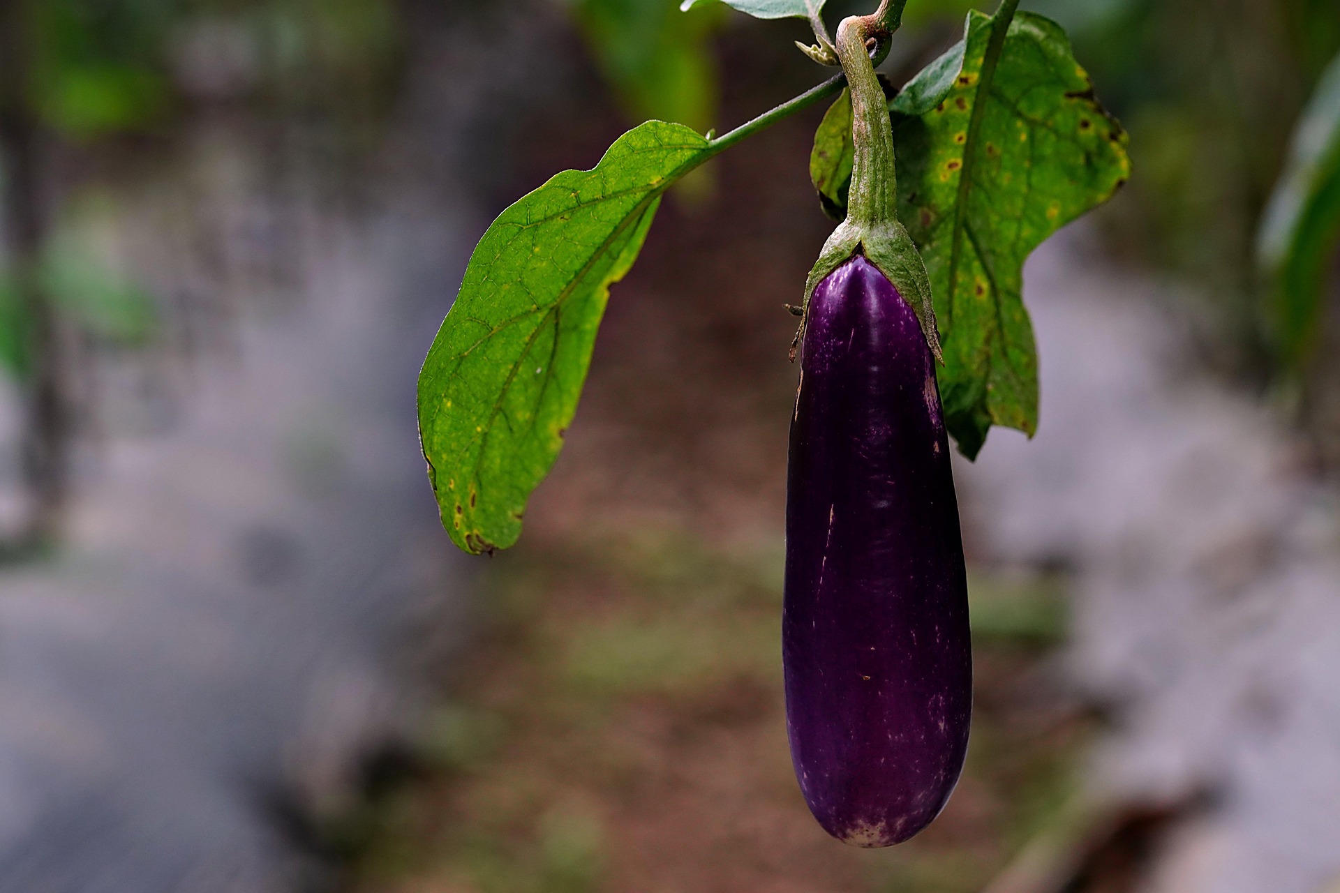 Eggplant. Foto: Pixabay/ignartonosbg