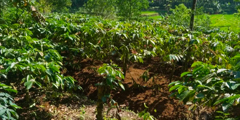 Deretan tanaman kopi tumbuh subur di tanah cokelat yang lembap, memancarkan kesegaran dan kehidupan khas pedesaan yang alami.