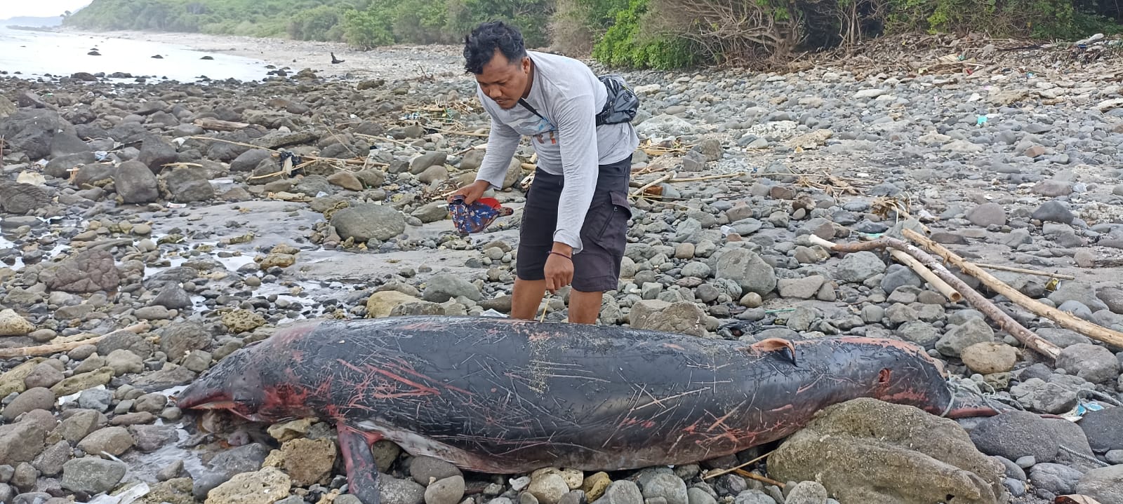 Umar Dani saat Mengamati Paus Terdampar