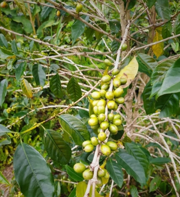 Komoditas Kopi Unggulan Kabupaten Sigi | Foto: Instagram/@gampirinteraksi