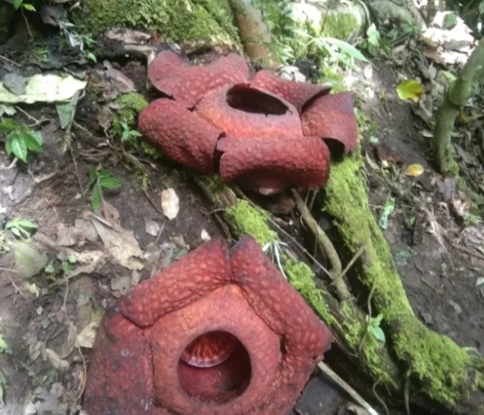 Potret Rafflesia arnoldii di KBA Raflesia Batang Palupuh | Foto: kba_rafflesia_batangpalupuh