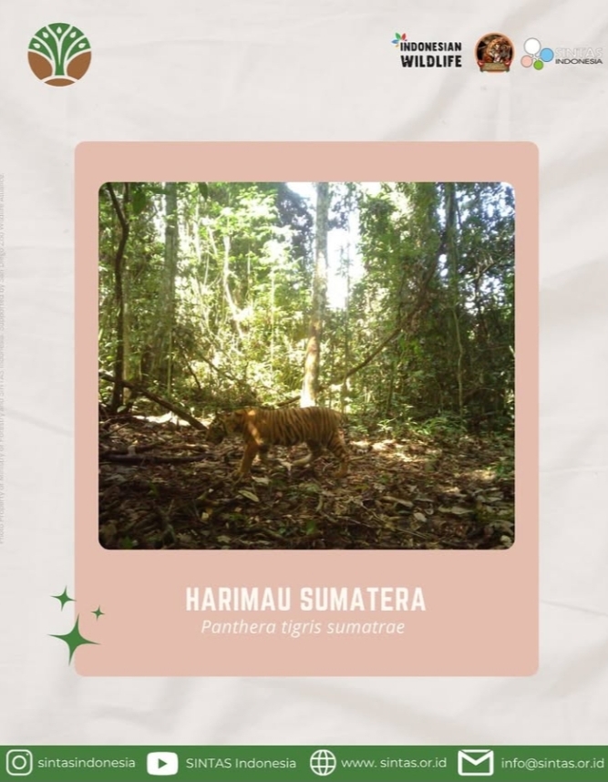 Harimau Sumatra | Foto: Instagram/@sintasindonesia