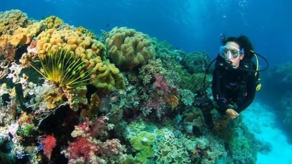 Terumbu Karang Wakatobi | Foto: Instagram/kba_wakatobi