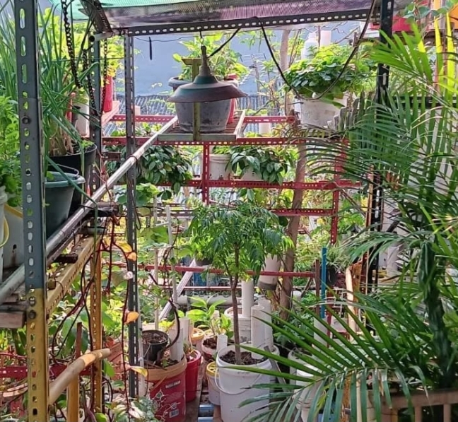 Manfaatkan lahan sempit dengan menanam TOGA | Foto: Instagram/@yayasan.sahabatbumibali