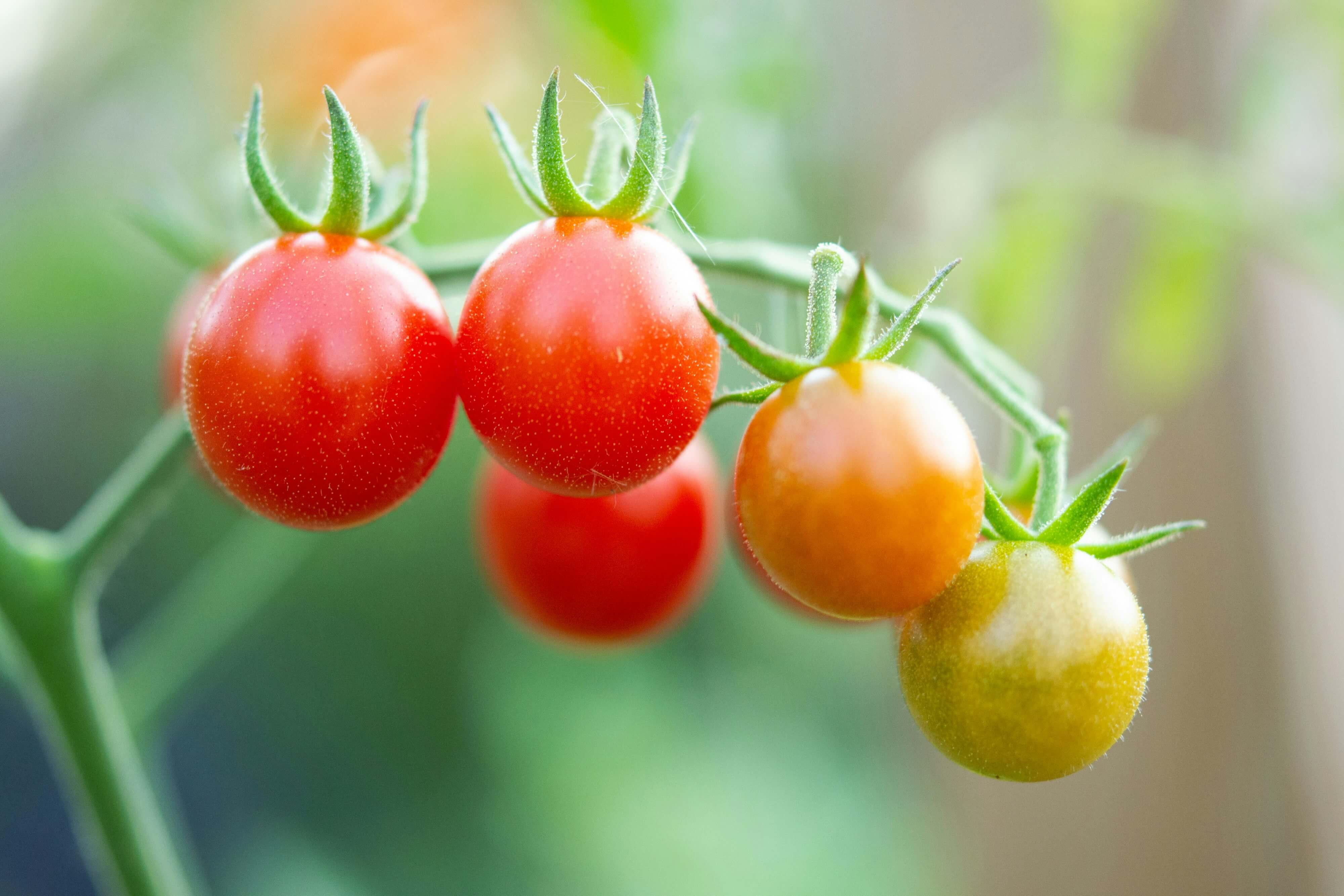 8 Buah yang Tidak Boleh Dimakan Penderita Asam Lambung, Ada Tomat! | Sumber: Unsplash @Meg Macdonald