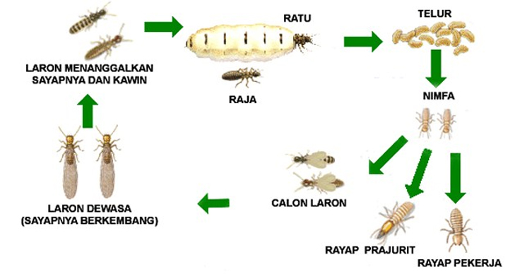 Metamorfosis Laron
