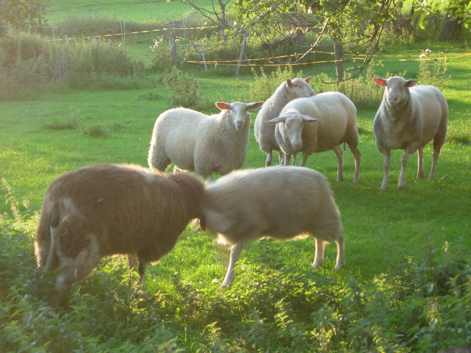 Domba East Friesian | Foto: EwigLernender, CC BY-SA 3.0, via Wikimedia Commons