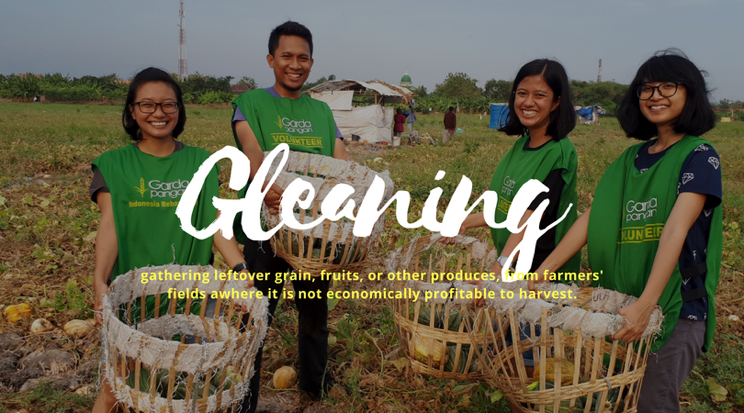 Kegiatan Gleaning oleh Garda Pangan