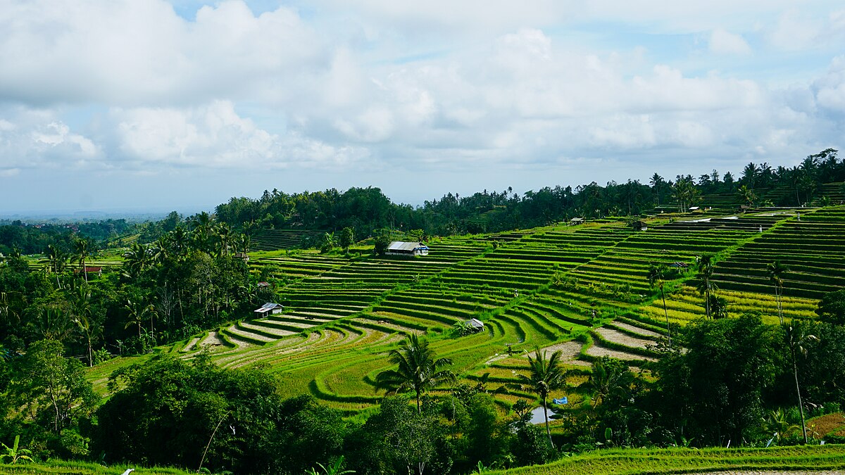 potret pelaksanaan Subak di Bali (commons.wikimedia.org/Anggabuana)