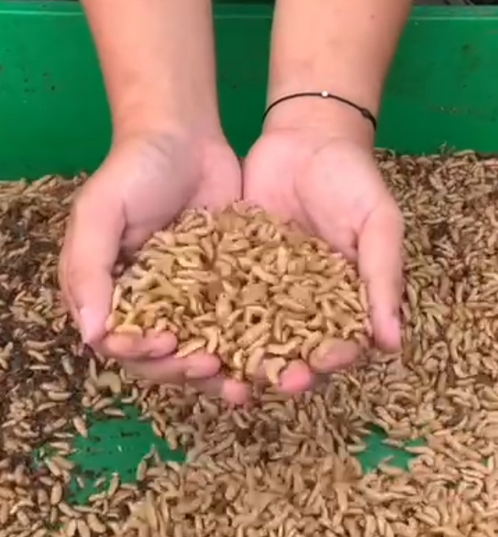 Potret budidaya Maggot oleh Garda Pangan | Instagram Garda Pangan 
