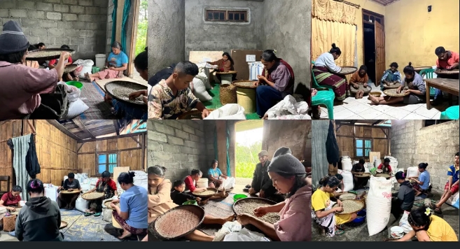 Potret proses finishing biji Kopi Flores | Website resmi Rumah Kopi Bajawa Flores