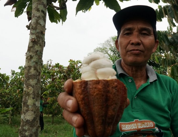Potret petani memperlihatkan kakao | website resmi Yayasan Konversi Alam Nusantara