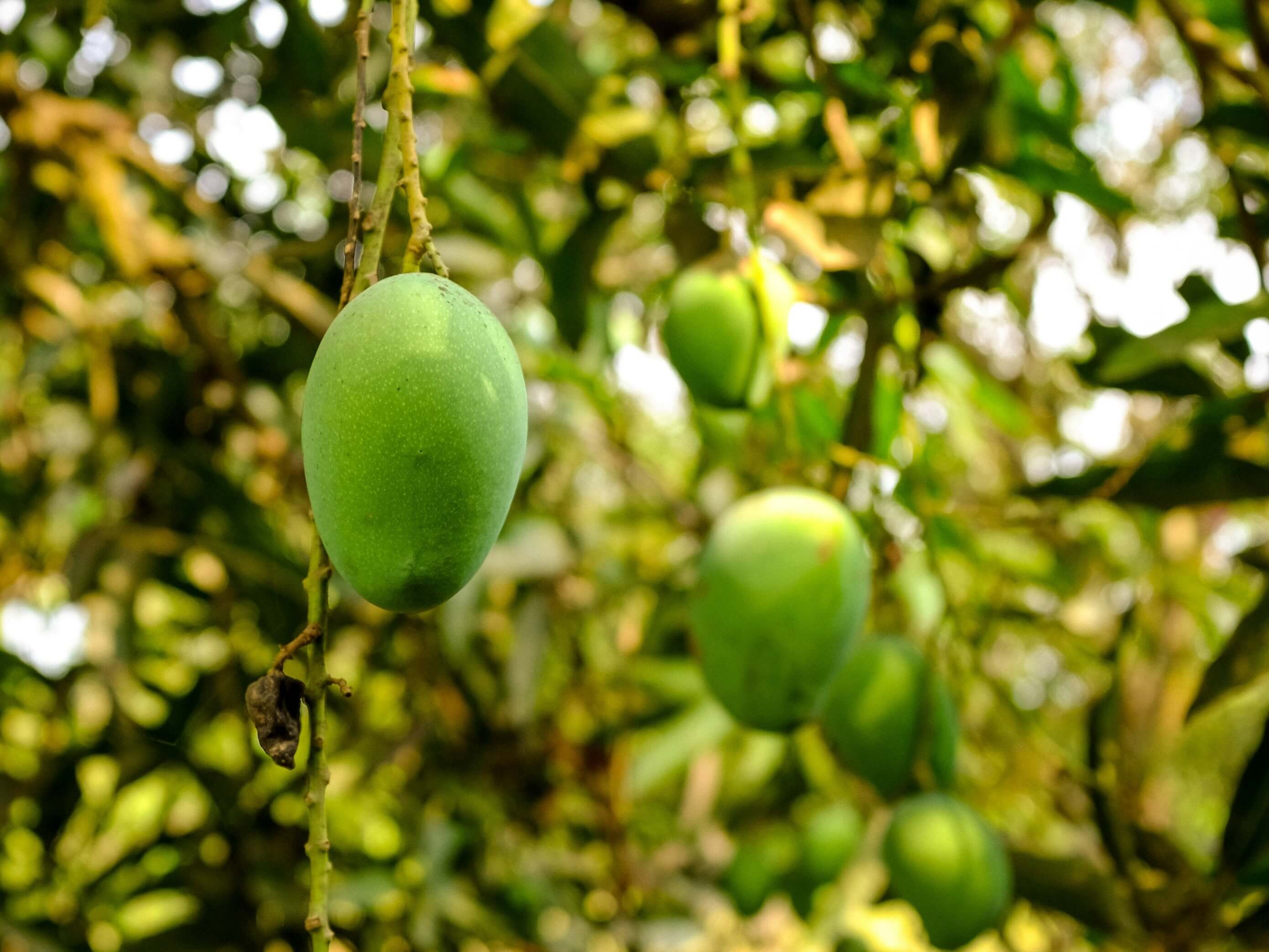 Mangga Muda, Salah Satu Buah yang Tidak Boleh Dikonsumsi Penderita Asam Lambung | Sumber: Unsplash @Tejj