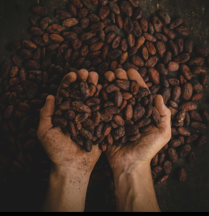 Ilustrasi biji-biji kakao | Picture by Pablo Merchan Montes on unplash