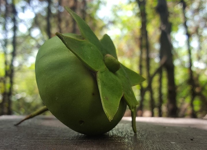 buah mangrove