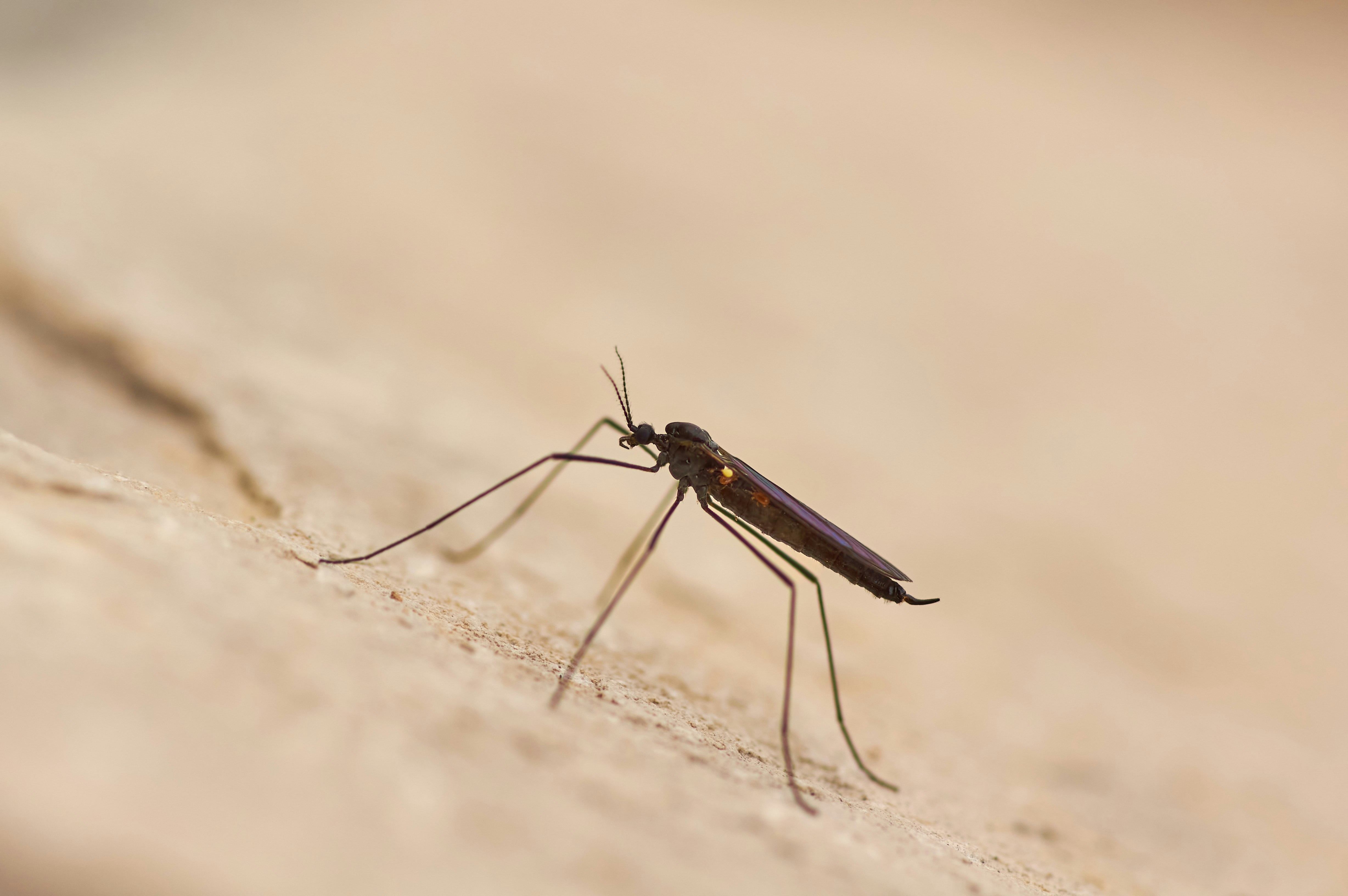 Ilustrasi nyamuk Malaria (unplash.com/Wolfgang Hasselamann)