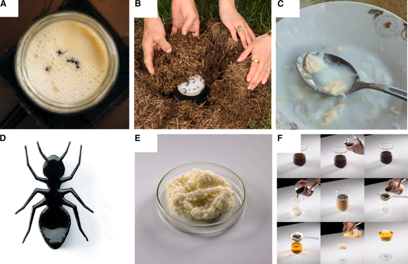 Yogurt dari Semut | Sinotte et al. (2025), CC BY | via iScience