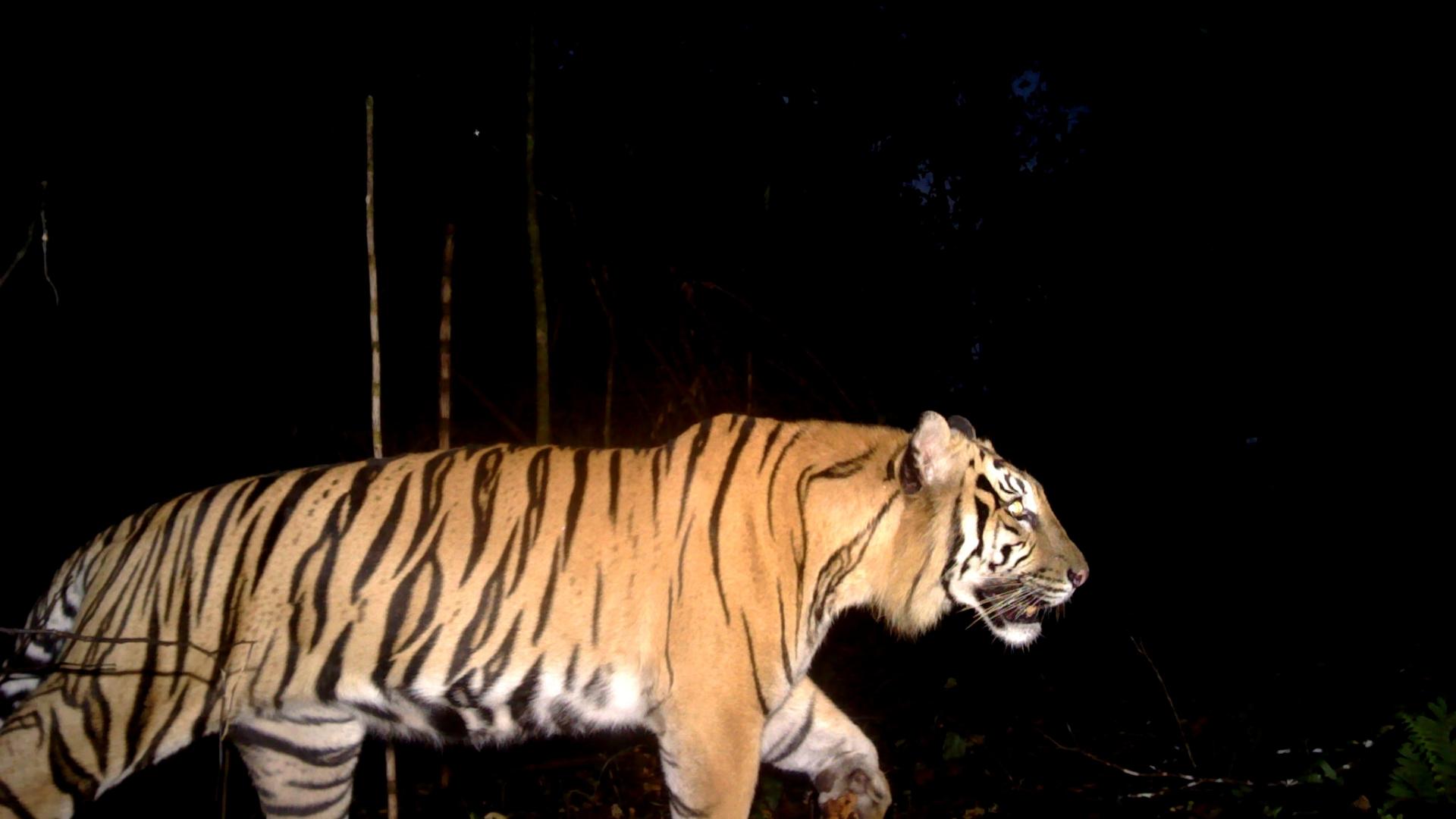 Source: Website sintasindonesia.com