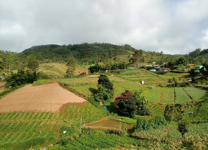 Potret lahan pertanian Desa Kaenrapia | Instagram KBA Kanreapia