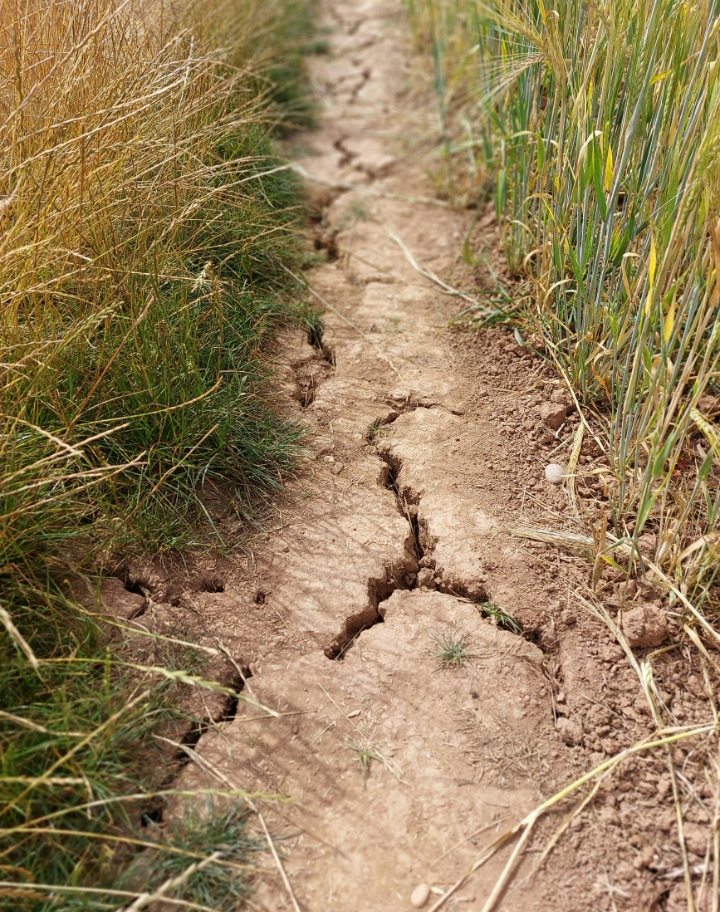 Ilustrasi lahan kering | Picture by Katy R Mahoney on unplash