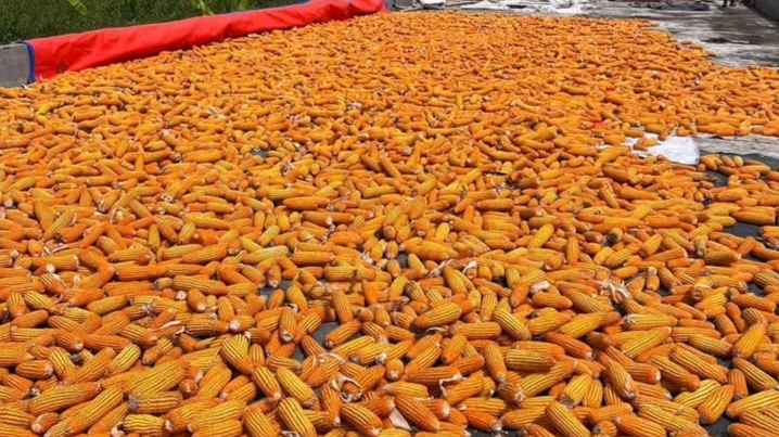 Panen jagung hibrida Cianjur | Foto: Instagram/@rumahpetani.indonesia 