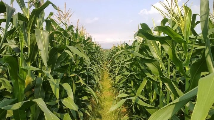 Lahan jagung hibrida Cianjur | Foto: Instagram/@rumahpetani.indonesia 