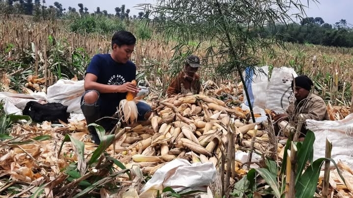 Menuju Cianjur Swasembada Jagung 2025 | Foto: Instagram/@rumahpetani.indonesia 