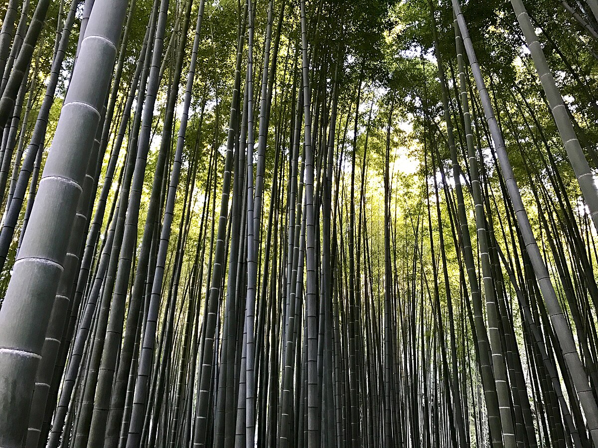 Kebun bambu Kebun bambu_Wikimedia Commons_kallerna