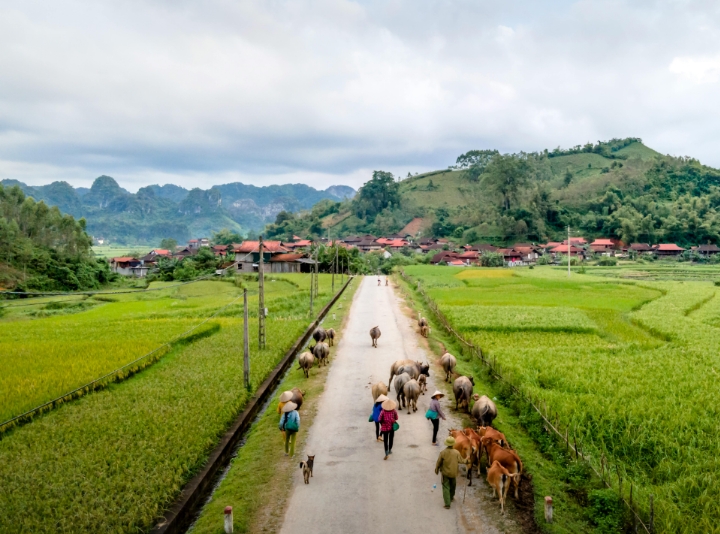 Ilustrasi sektor pertanian | picture by Quang Nguyen Vinh on unplash