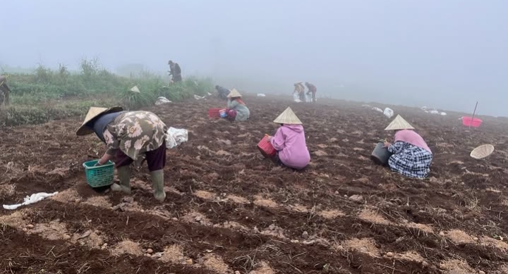 Potret para petani Desa Kaenrapia menanam kentang | Instagram Rumah Koran
