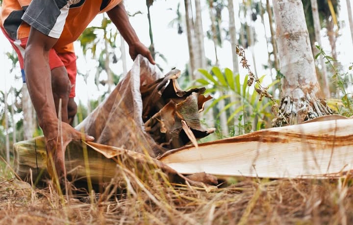 Potret pengumpulan pelepah pinang | Instagram Plepah 