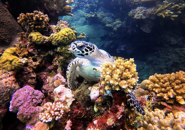 Potret keindahan alam bawah laut Desa Les | Instagram Tourdeles Bali