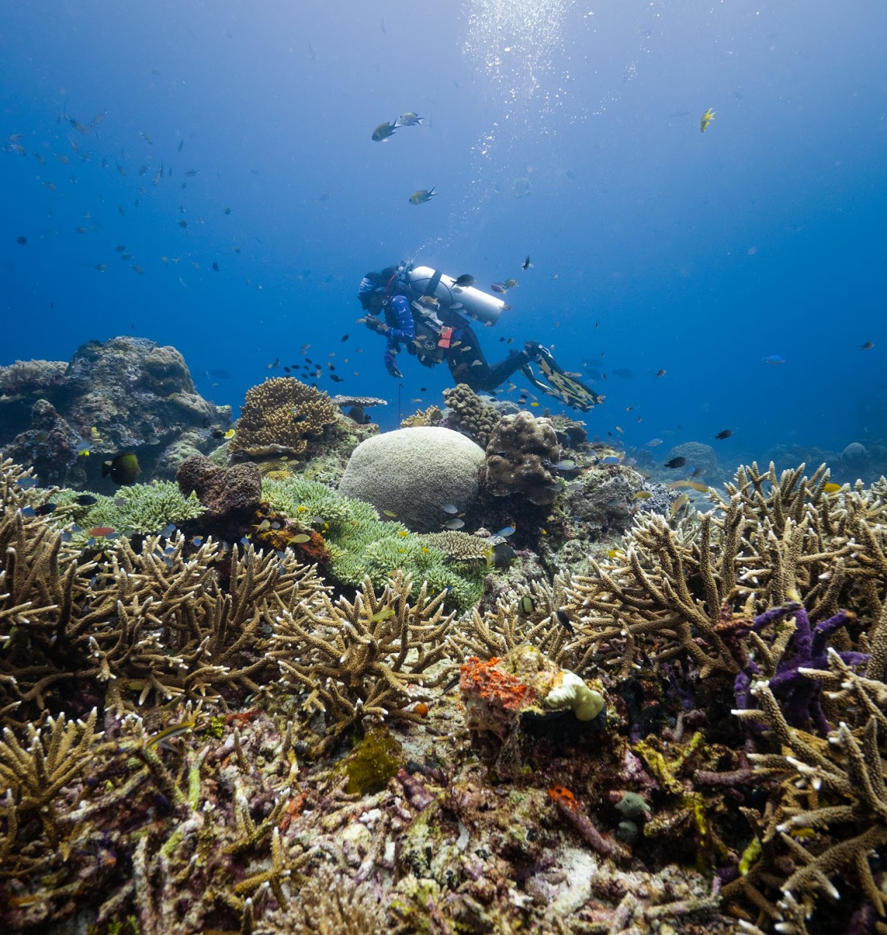 Source: website https://www.arborekdiveshop.com/