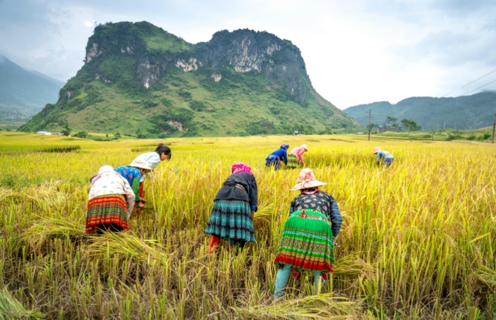 Ilustrasi panen padi | picture by Quang Nguyen Vinh on unplash