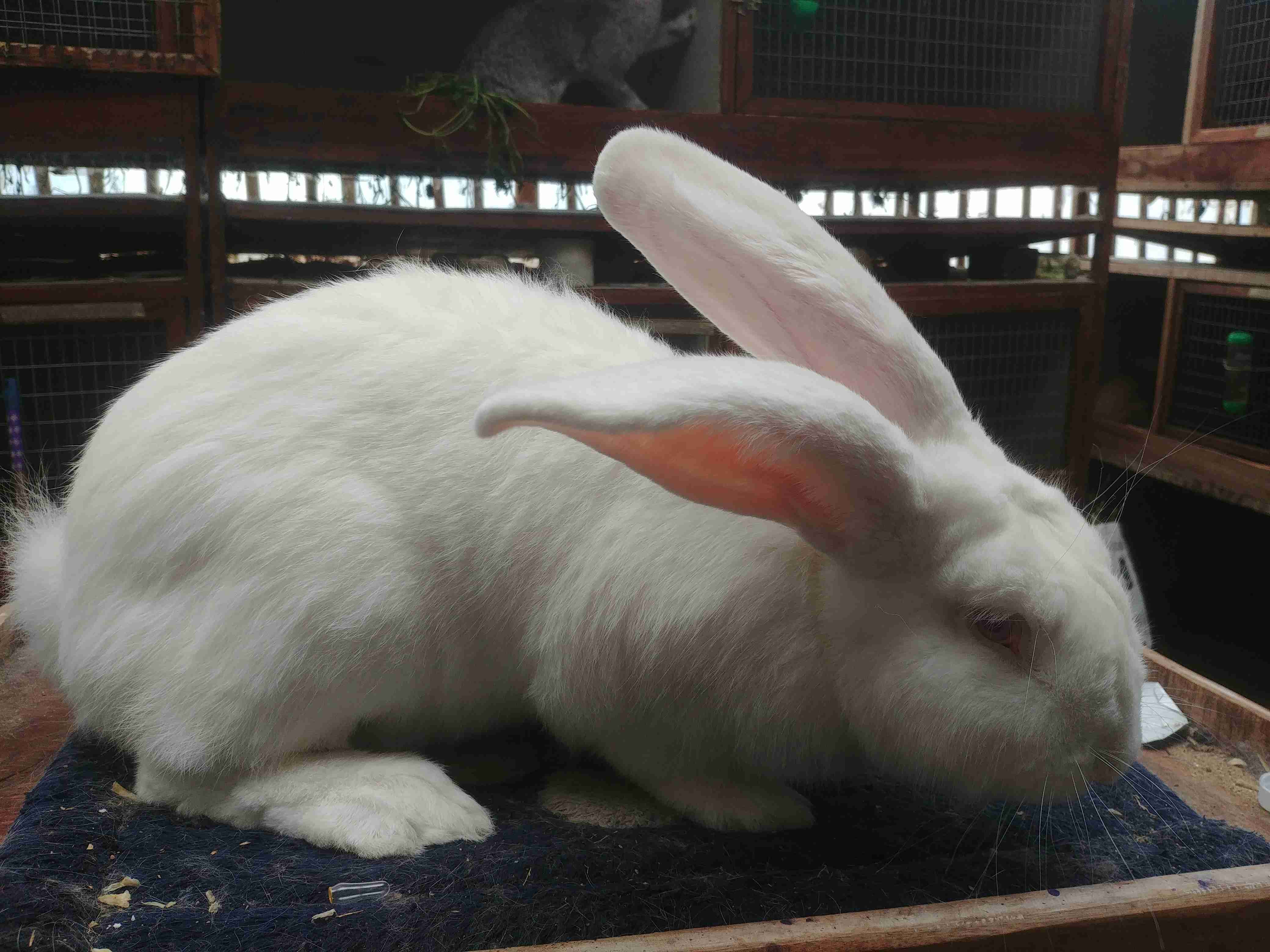 Kelinci umur 5 bulan persipan untuk dikawinkan