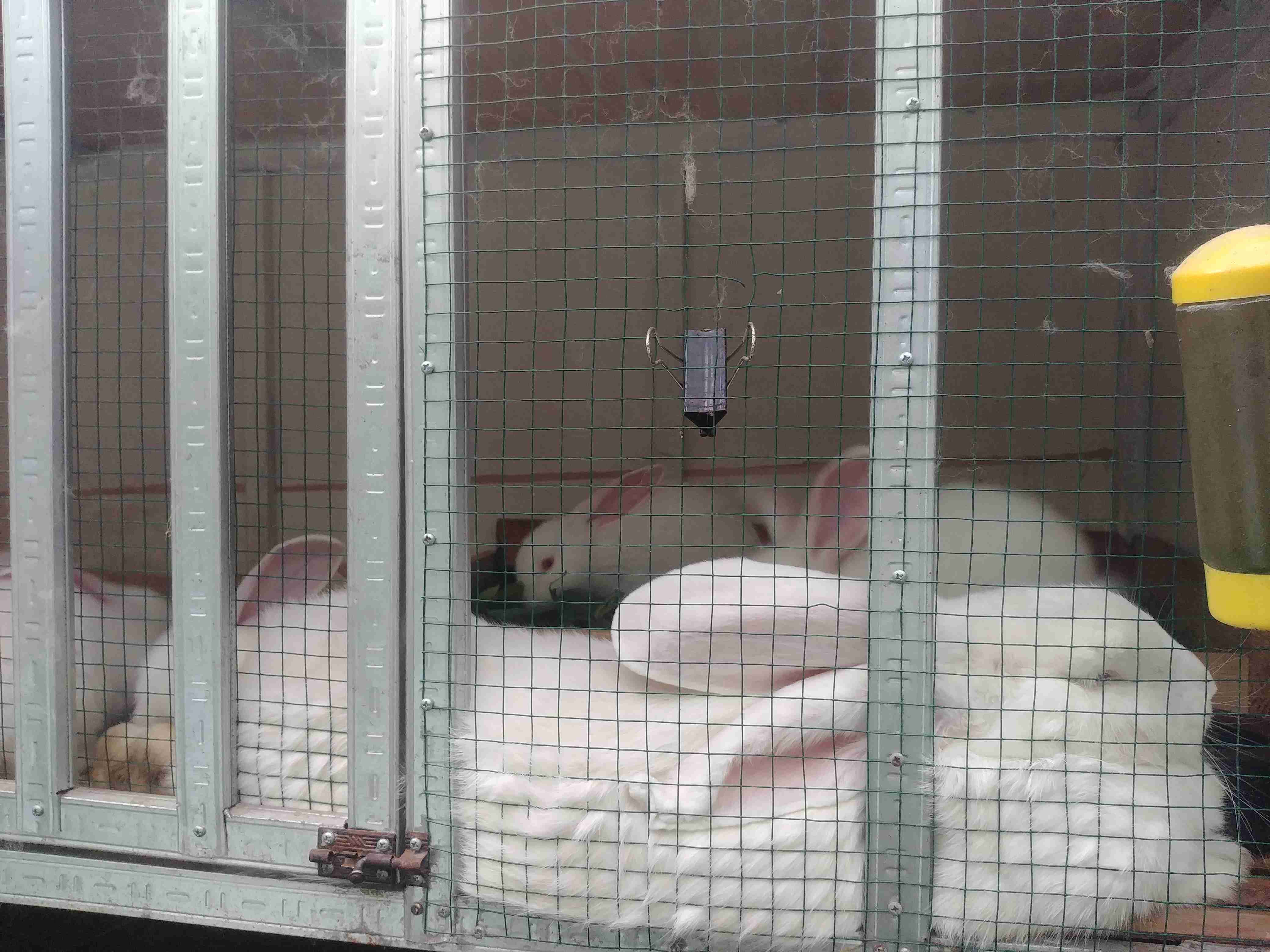 Induk betina sedang mengasuh anak 