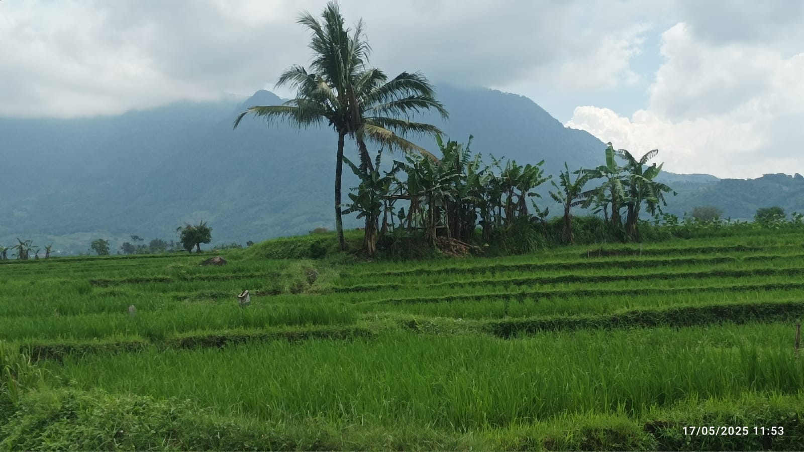 Persawahan hijau di Kadungora-Garut/Foto : Dok. Pribadi (Agus Kusdinar)