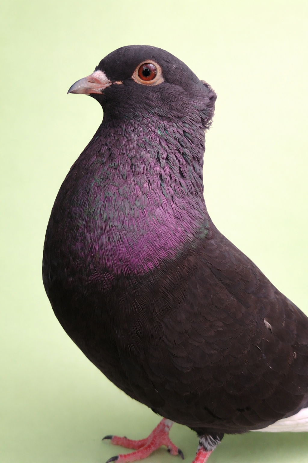 Merpati Kupu-Kupu warna hitam