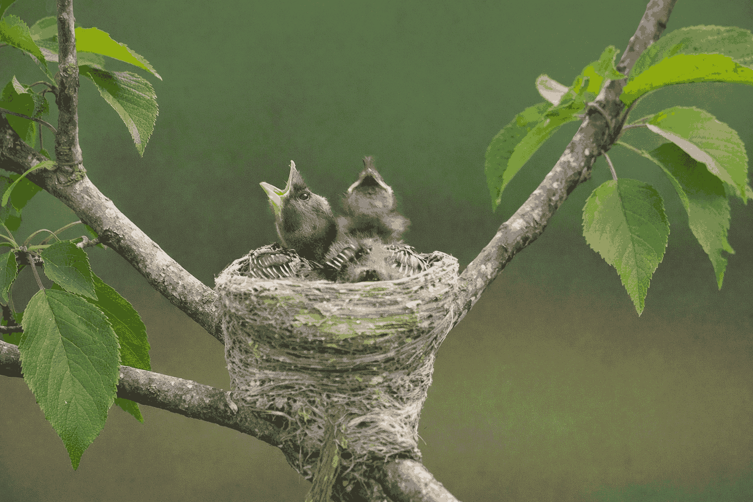 Anak burung ekor kipas umur 2 minggu (Foto: Fabian S.R.)