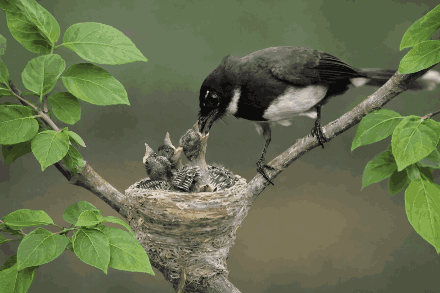 Induk ekor kipas betina sedang memberi makan anaknya (Foto: Fabian S.R.)