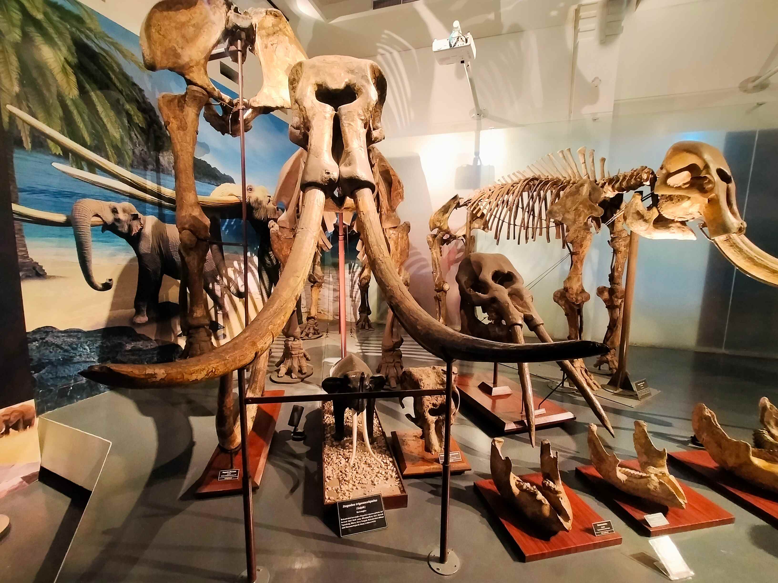 Fosil gajah purba, koleksi Museum Geologi Bandung (Foto: dokumen penulis)