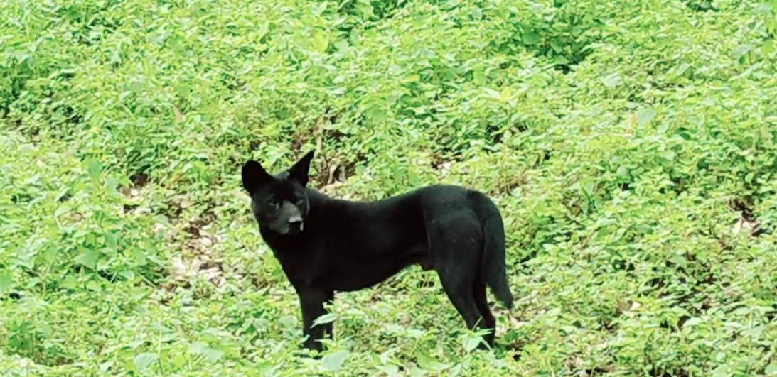 Anjing hitam di lereng Gunung Malabar (Foto: Fabian S.R.)