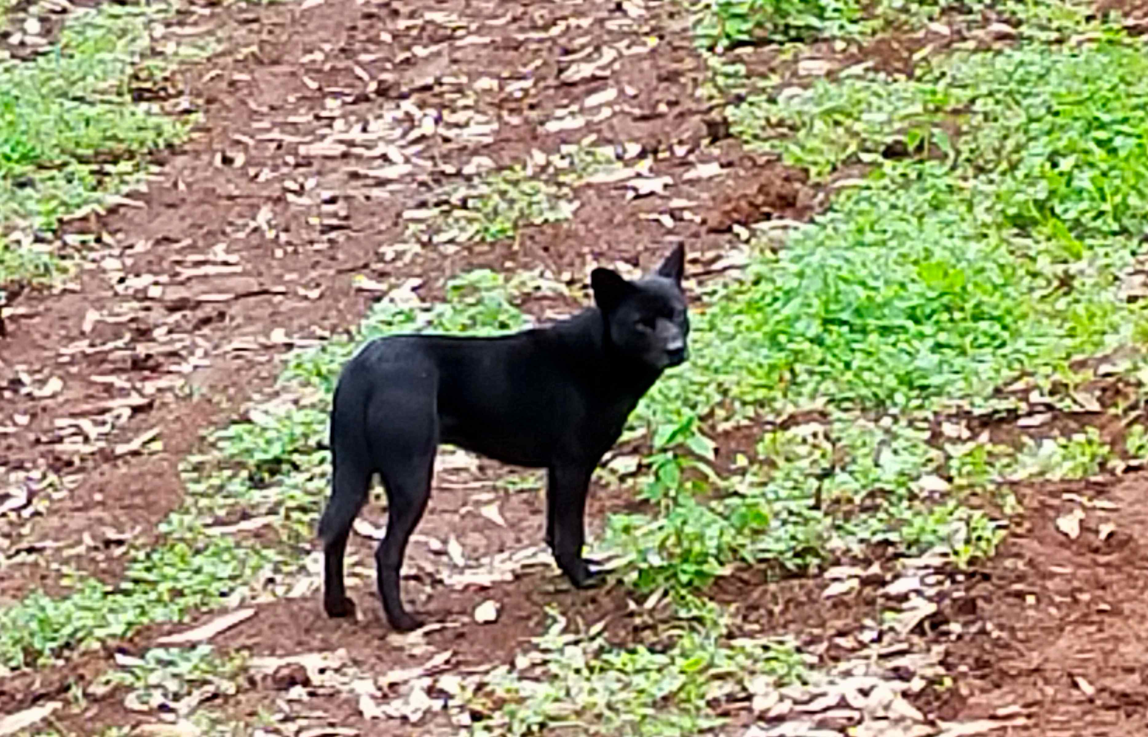 Anjing Hitam di lereng Gunung Malabar (Foto: Fabian S.R.)